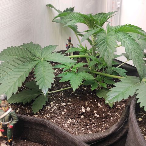 Брюс баннер 2  growlog timeline photo