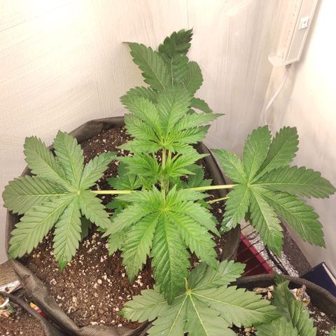 Брюс баннер 2  growlog timeline photo