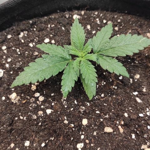 Белая вдова  growlog timeline photo