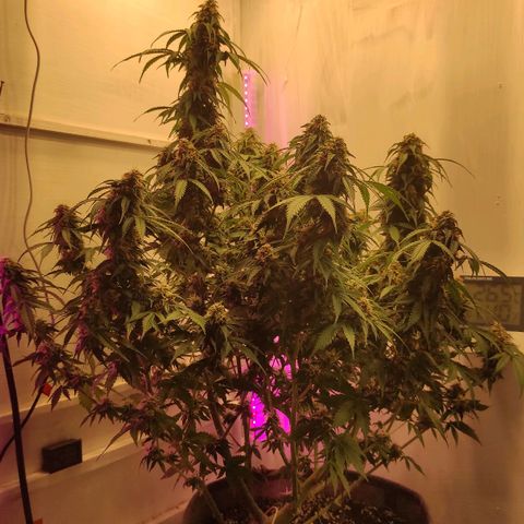 Горила авто  growlog timeline photo