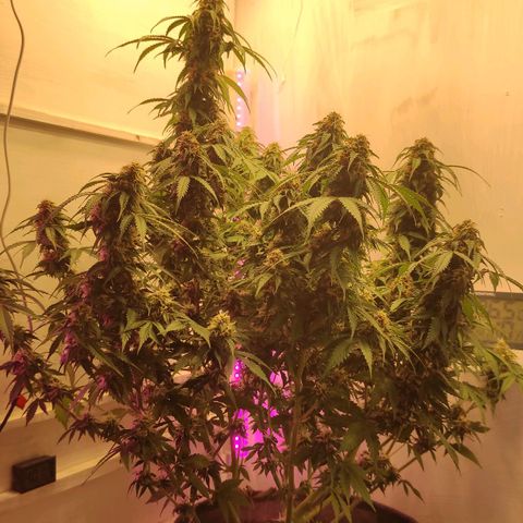 Горила авто  growlog timeline photo