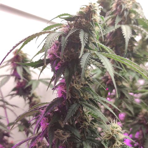 Горила авто  growlog timeline photo