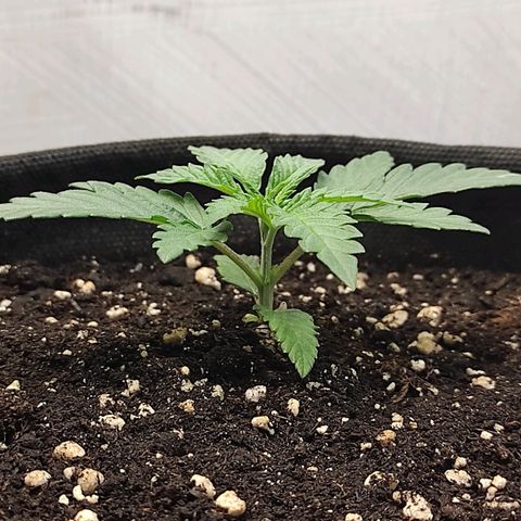 Белая вдова  growlog timeline photo
