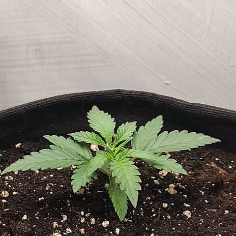 Белая вдова  growlog timeline photo