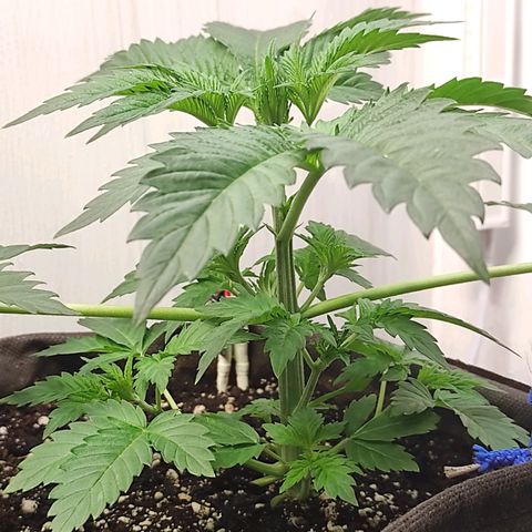 Брюс баннер 2  growlog timeline photo