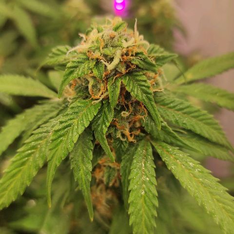 Горила авто  growlog timeline photo