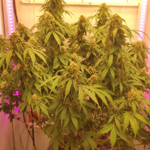 Горила авто  growlog timeline photo
