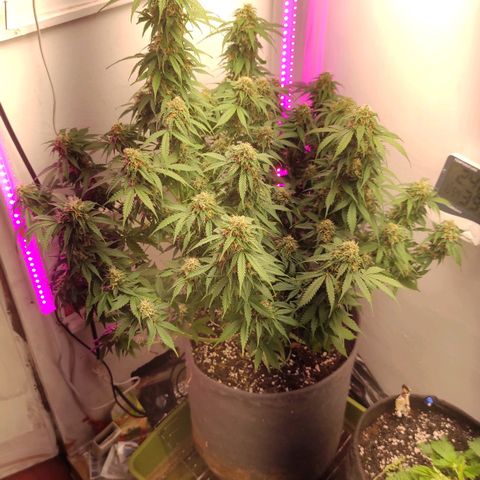 Горила авто  growlog timeline photo