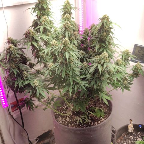 Горила авто  growlog timeline photo