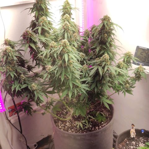 Горила авто  growlog timeline photo