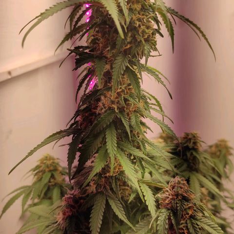Горила авто  growlog timeline photo