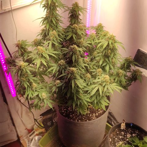 Горила авто  growlog timeline photo