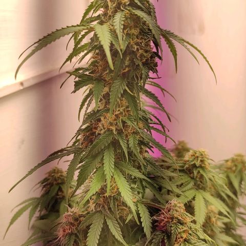 Горила авто  growlog timeline photo