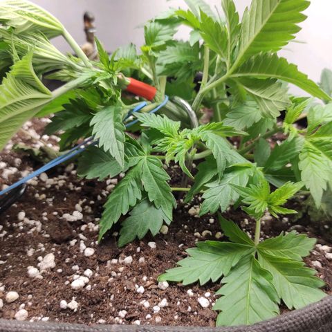 Bruce Banner  growlog photo: Сломал колу при лст :( 
