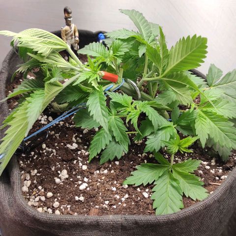 Bruce Banner  growlog photo: Сломал колу при лст :( 