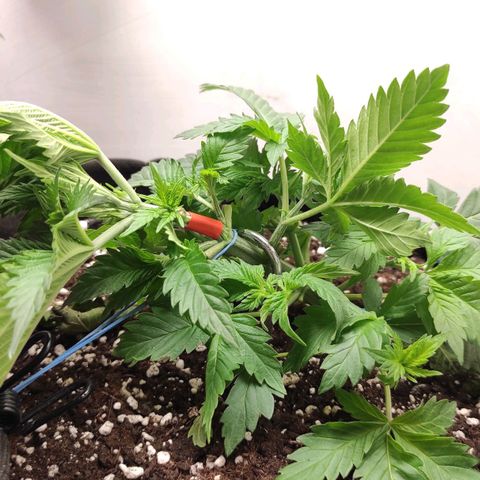 Bruce Banner  growlog photo: Сломал колу при лст :( 