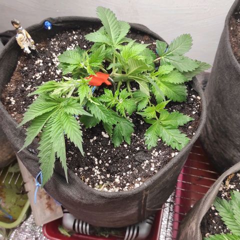 Bruce Banner  growlog photo: Сломал колу при лст :( 
