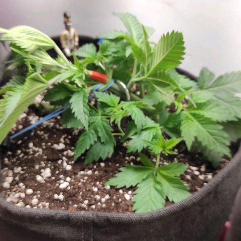 Bruce Banner  growlog photo: Сломал колу при лст :( 