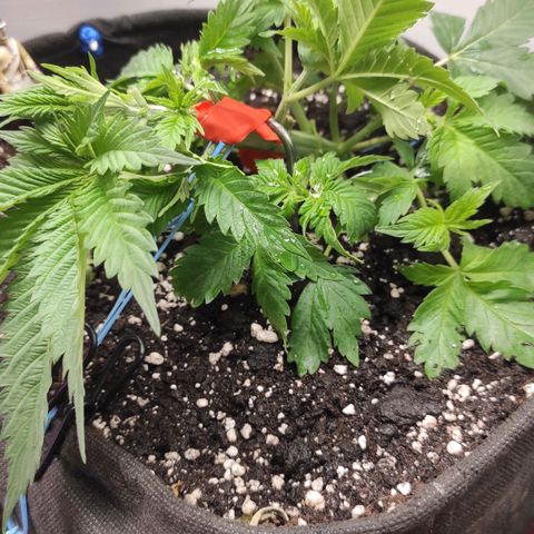Bruce Banner  growlog photo: Сломал колу при лст :( 