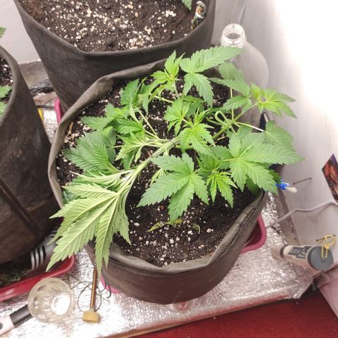 Брюс баннер 2  growlog photo: Отлично вышло ! 