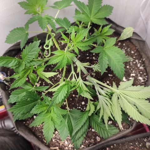 Брюс баннер 2  growlog photo: Отлично вышло ! 