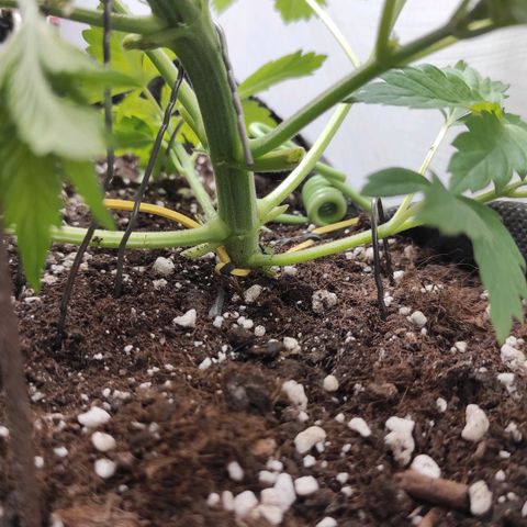 Брюс баннер 2  growlog photo: Отлично вышло ! 
