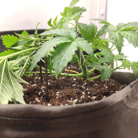Брюс баннер 2  growlog photo: Отлично вышло ! 
