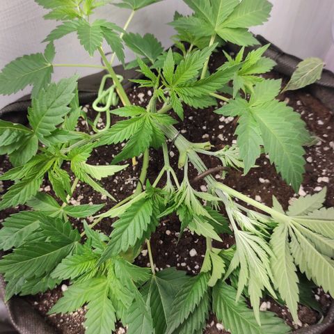 Брюс баннер 2  growlog photo: Отлично вышло ! 