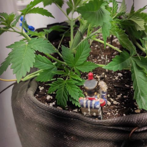 Брюс баннер 2  growlog photo: Отлично вышло ! 