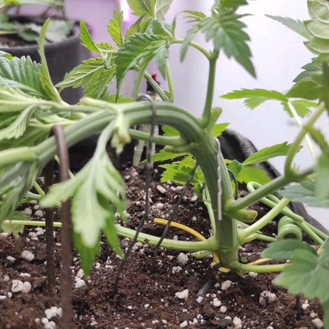 Брюс баннер 2  growlog photo: Отлично вышло ! 