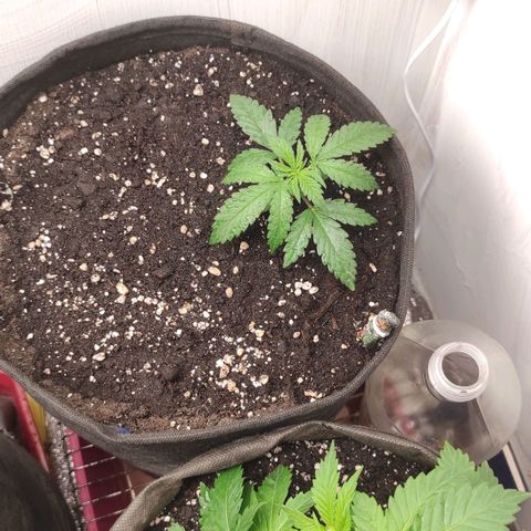 Белая вдова  growlog timeline photo