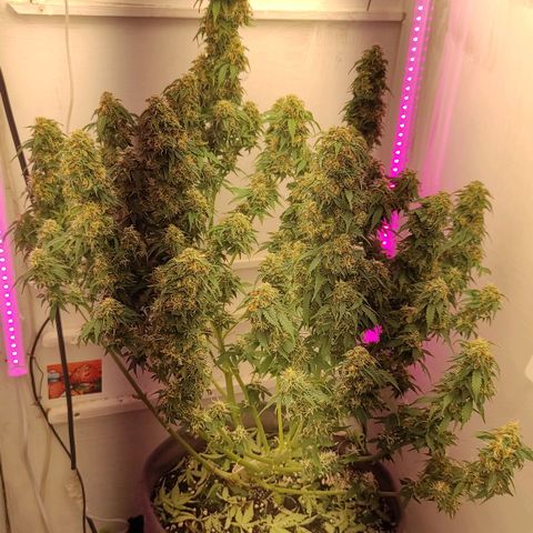Горила авто  growlog timeline photo