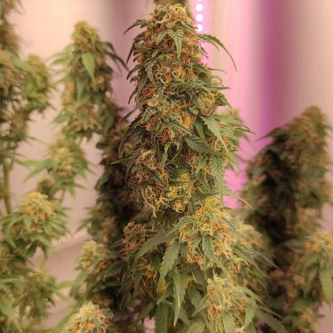 Горила авто  growlog timeline photo