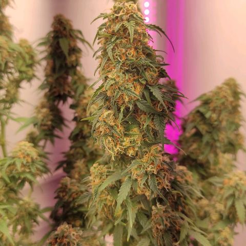 Горила авто  growlog timeline photo