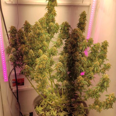Горила авто  growlog timeline photo