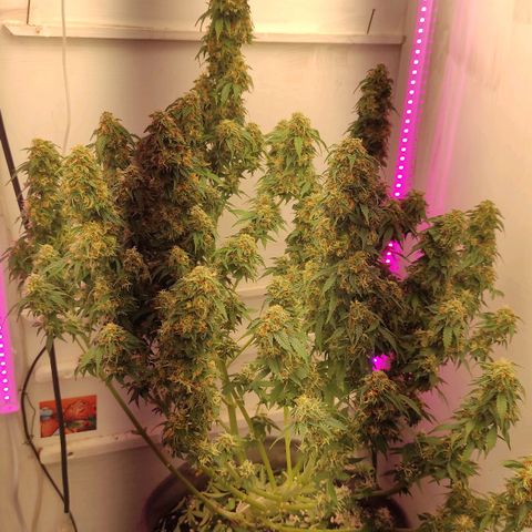 Горила авто  growlog timeline photo