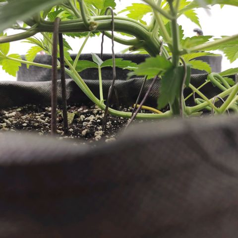 Брюс баннер 2  growlog timeline photo