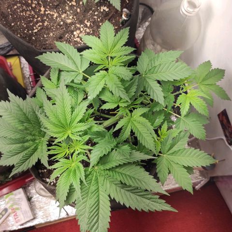Брюс баннер 2  growlog timeline photo