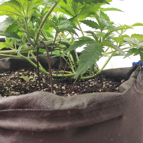 Брюс баннер 2  growlog timeline photo