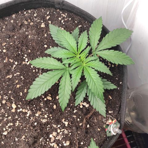 Белая вдова  growlog timeline photo