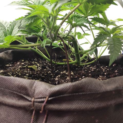 Брюс баннер 2  growlog timeline photo