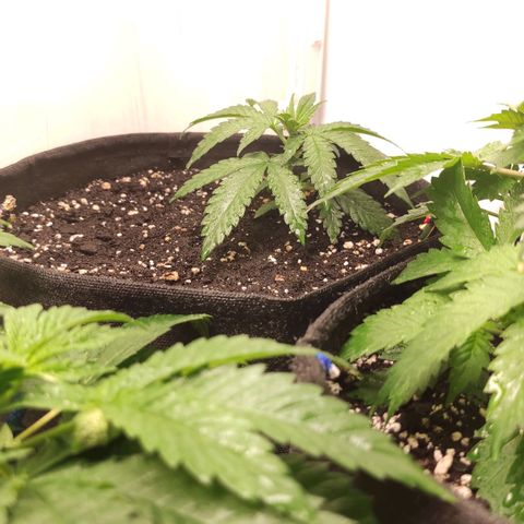 Белая вдова  growlog timeline photo