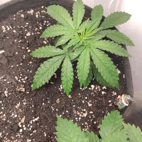 Белая вдова  growlog timeline photo