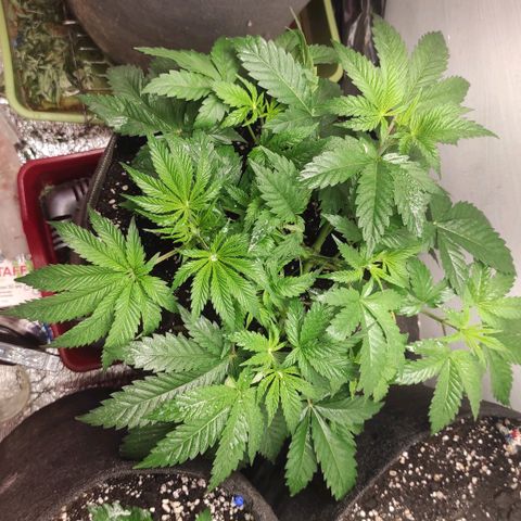 Брюс баннер 2  growlog timeline photo