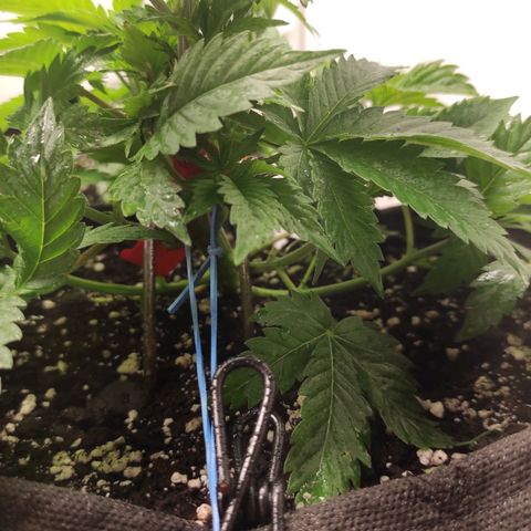 Bruce Banner  growlog timeline photo