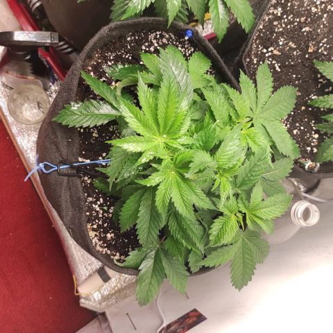 Bruce Banner  growlog timeline photo