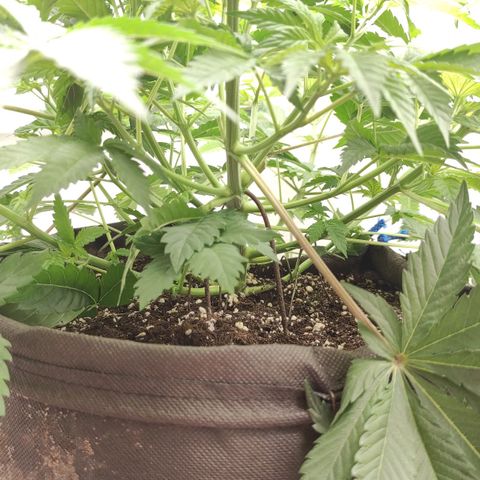 Брюс баннер 2  growlog timeline photo