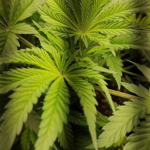 Брюс баннер 2  growlog timeline photo