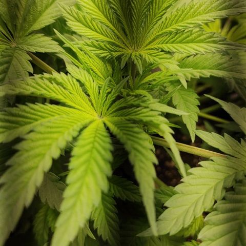 Брюс баннер 2  growlog timeline photo