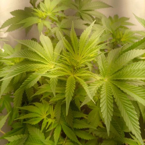 Брюс баннер 2  growlog timeline photo